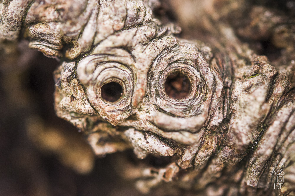 Holzwurzel, die wie ein Gesicht aussieht