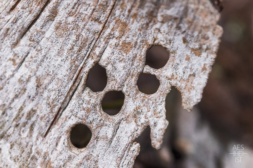 dünn abgeschältes Holz mit fünf Wurmlöchern