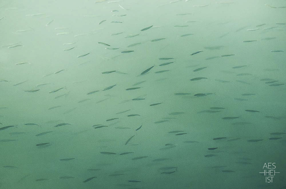 Fischschwarm in trübem, türkis leuchtendem Wasser