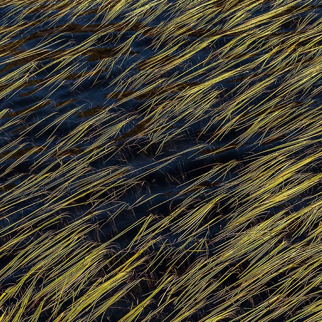 linienbildende Wasserpflanzen im dunklen Wasser