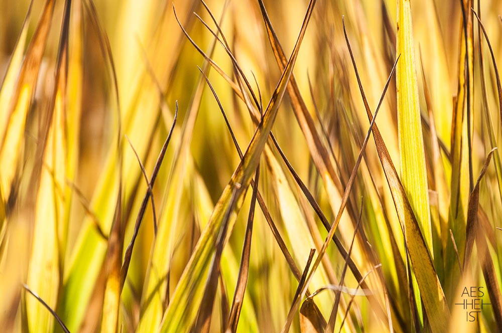 herbstliches Gras, gelb leuchtend