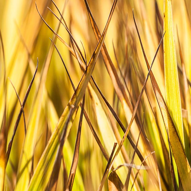 herbstliches Gras, gelb leuchtend