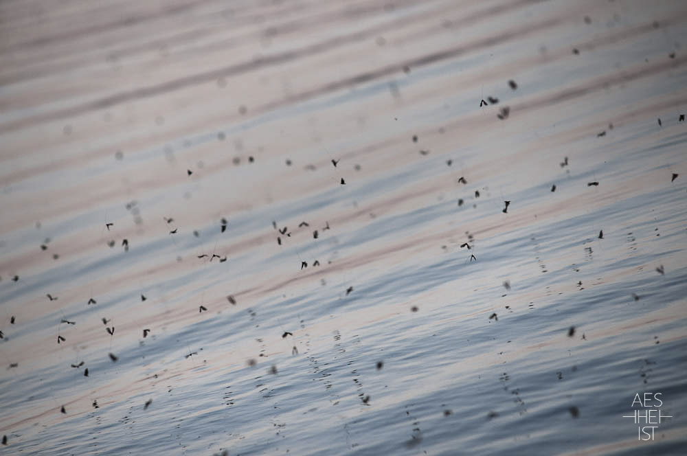 Fliegenschwarm über Wasseroberfläche