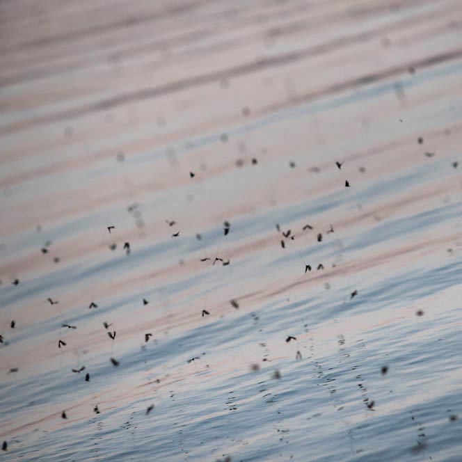 Fliegenschwarm über Wasseroberfläche