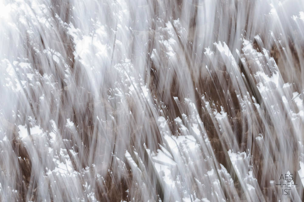 impressionistisches Foto, Blick nach oben in die Baumkrone