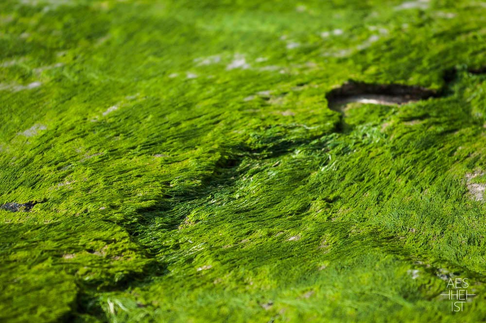 bright green algae on a fine fissure of the ground