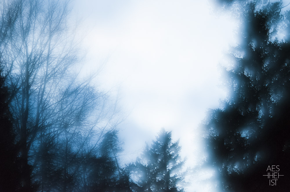 double exposure of a forest lane