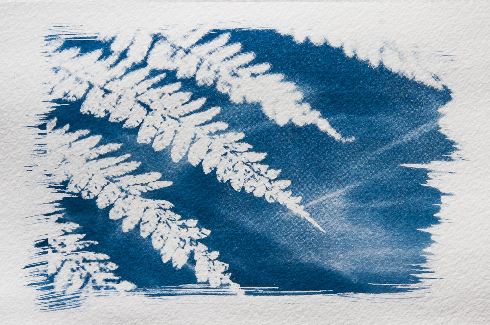 Cyanotype: close-up fiew of fern