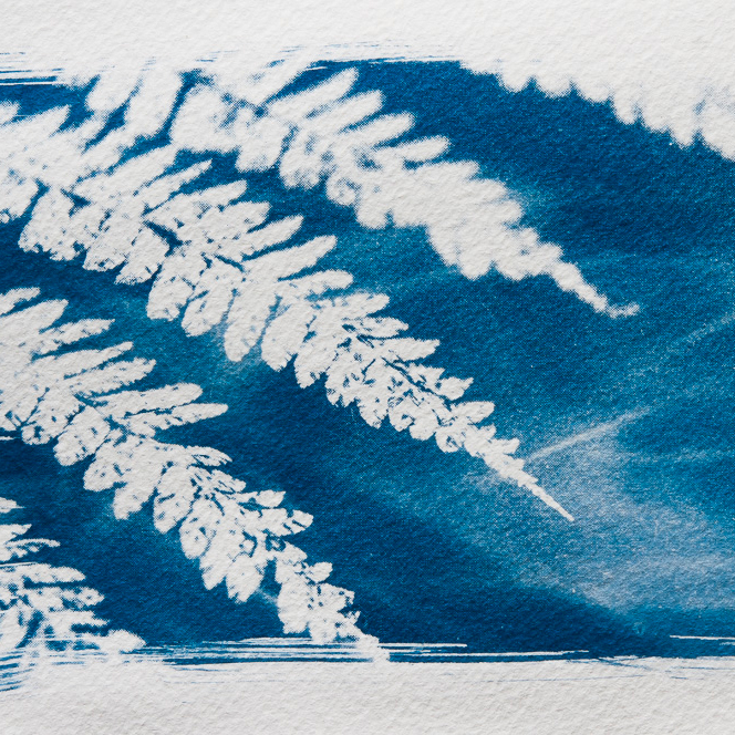 Cyanotype: close-up fiew of fern