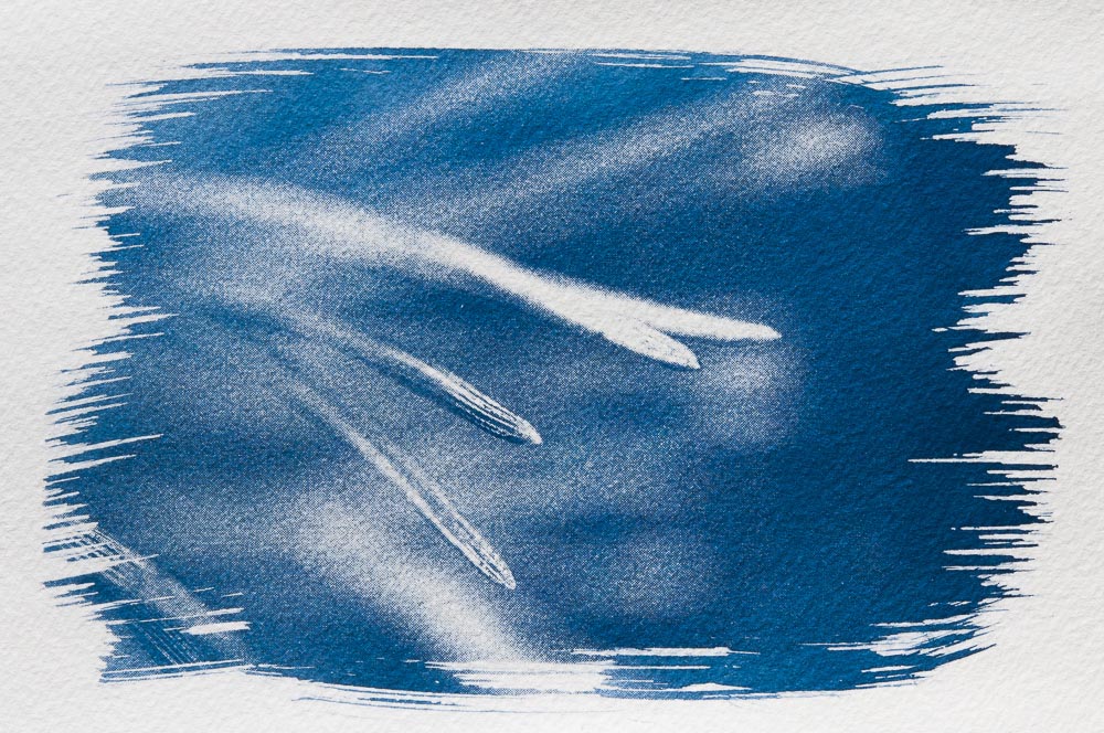 Cyanotype: close-up fiew of pine-needles