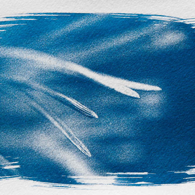 Cyanotype: close-up fiew of pine-needles