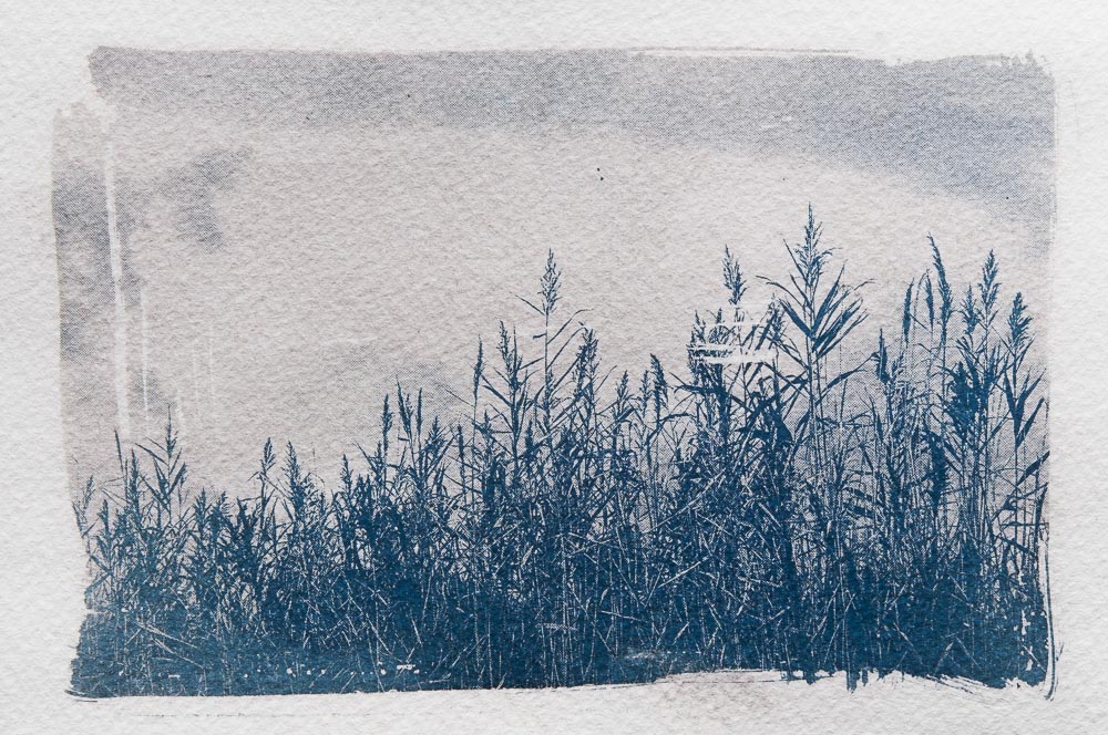 Cyanotype: reed with clouds in background