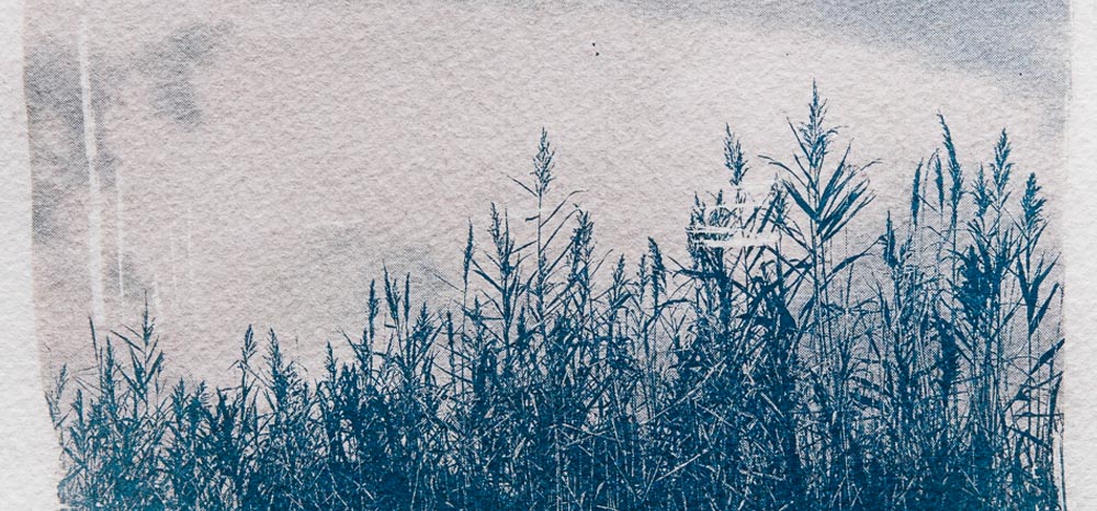 Cyanotype: reed with clouds in background