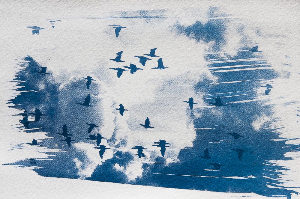 Cyanotype: far birds in front of clouds, double exposure