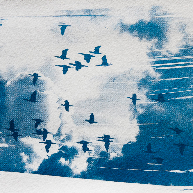 Cyanotype: far birds in front of clouds, double exposure