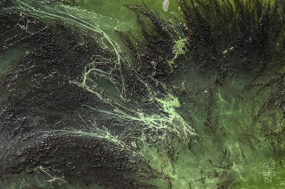 algae create green pattern in water