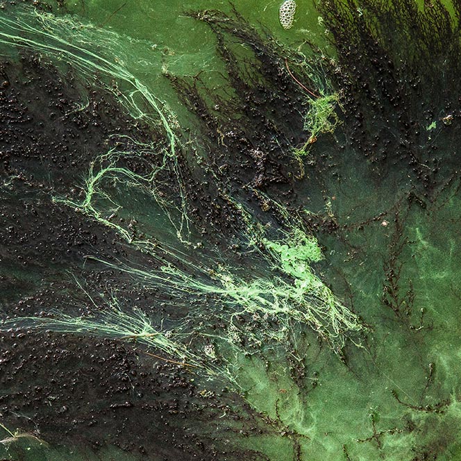 algae create green pattern in water