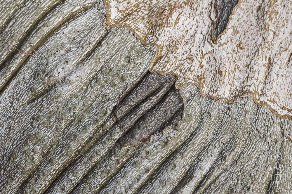 detail of bark with graphical effect