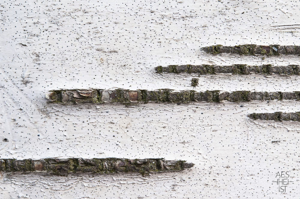 birchbark in detail