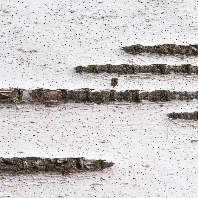 birchbark in detail