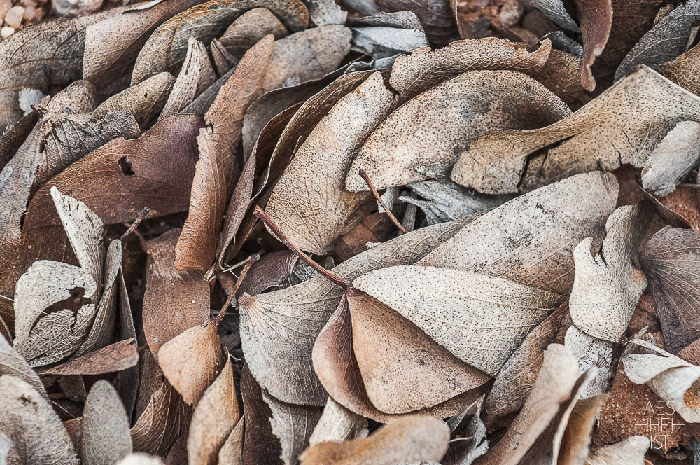 autumn foliage