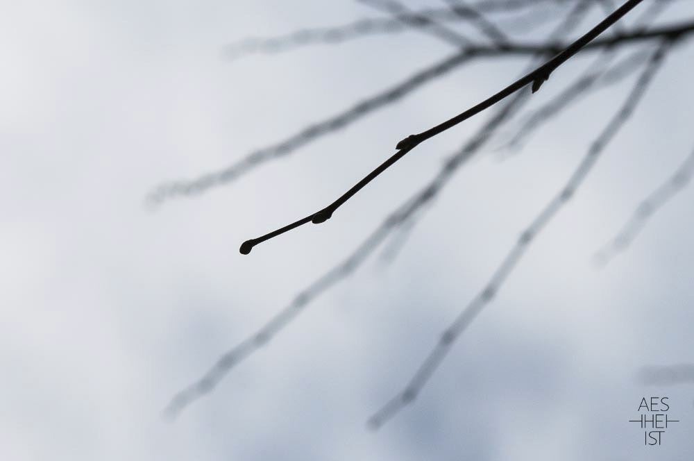 leafless branches in front of blue sky