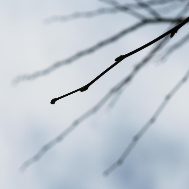 leafless branches in front of blue sky