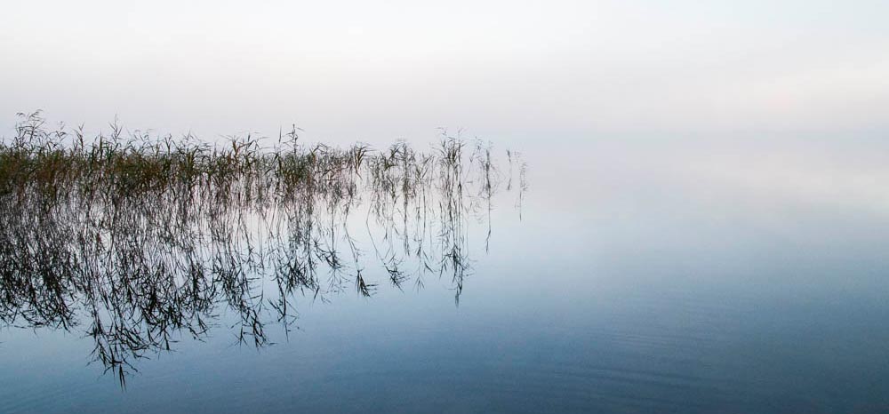 silent water with reed