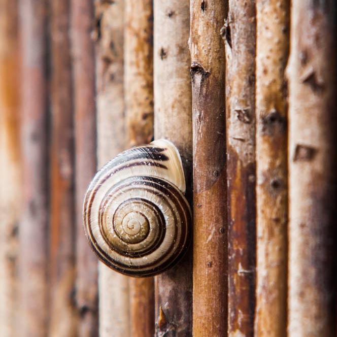 snail shell on a bamboo mat